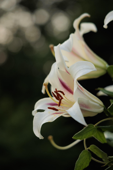 Close-up of white lilies with delicate pink stripes and prominent orange stamens, set against a soft, blurred green background.