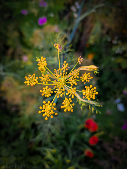A top-down shot of a yellow dill flower, also known as an umbel, set against a softly blurred green background with hints of other flowers in purple and red. The dill flower itself is composed of many small, bright yellow florets arranged in a starburst pattern, with some individual florets having a slightly reddish-brown tip.