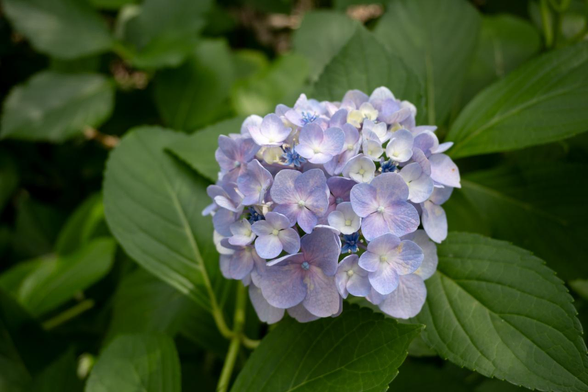 出水の小川の近くで咲く淡い青色の小さなアジサイ。このあたりのアジサイは若干咲くのが遅めで、まだきれいなアジサイが多め。/ 2025.07.06 京都御苑・出水の小川あたりから