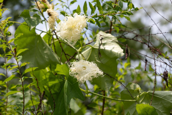 白の細長いもじゃもじゃした花びらが特徴的なカラスウリの花。しぼみだしている途中なのか、絡まりそうな感じ。/ 2025.07.06 京都御苑・宗像神社前あたりから