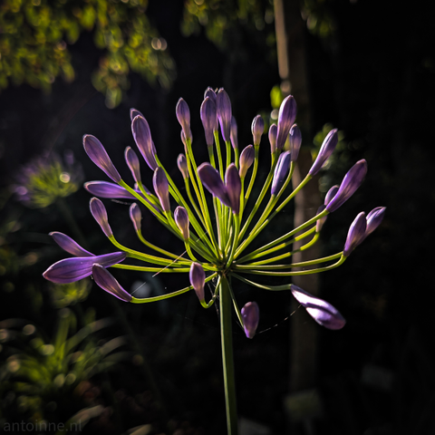 A predominantly purple flower, on top of a long, slender green stem. The low sun highlights the edges of the petals and the central structure of the flower, giving them a radiant glow against the dark background. The stem is well-lit, providing a strong green contrast to the purple. A few delicate spiderwebs are subtly visible among the florets. The background is very dark and out of focus, creating a bokeh effect with soft, blurry circles of light.