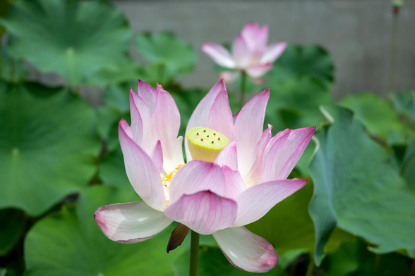 門をくぐってすぐ左手で咲いているハスの花。奥にも開きかけのハスの花が見える。/ 2025.07.06 革堂・行願寺から