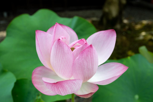 本堂横の庫裡の前で咲いているハスの花。/ 2025.07.06 革堂・行願寺から