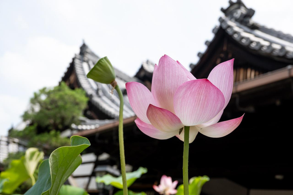 庫裡の屋根を背景に花開くハスの花。/ 2025.07.06 革堂・行願寺から