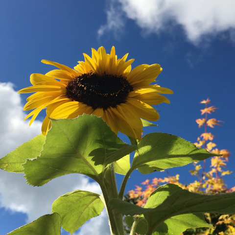 A sunflower rising up to the blue sky.
