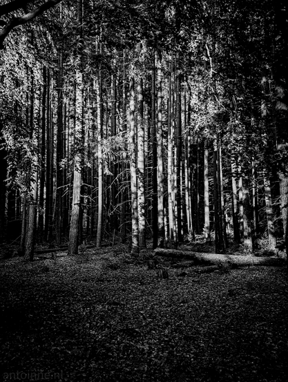 A black and white photograph of a dense forest. The image is composed vertically, emphasizing the height of the trees. The foreground is dark, covered in undergrowth, with very little detail visible. As the eye moves further into the scene, the trunks of numerous tall, slender trees become prominent, stretching upwards towards the canopy. A key element of the photo is the strong contrast created by patches of sunlight filtering through the dense foliage above, casting bright, dappled light and distinct shadows on the tree trunks. 