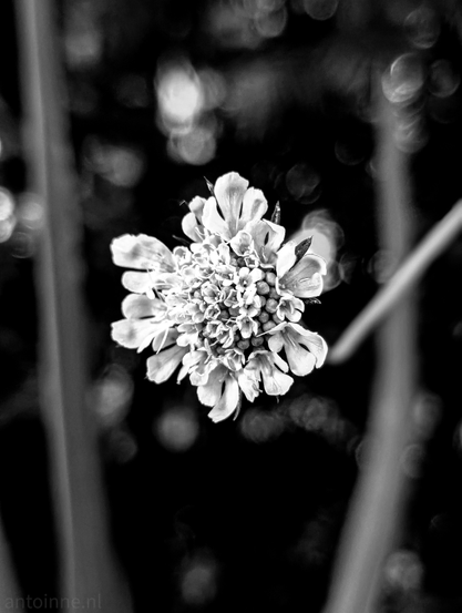 A black and white photograph of a flower. The flower is positioned centrally and takes up a significant portion of the frame. Its petals appear light in tone, with discernible texture and individual shapes. The background is heavily blurred, creating a soft bokeh effect with out-of-focus highlights that appear as circular orbs of light, particularly in the upper and lower sections. 