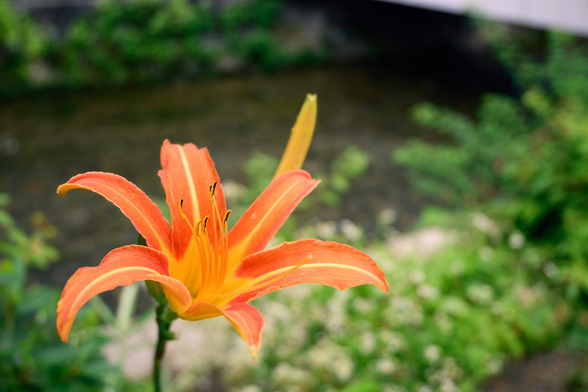 白川を背景に咲くオレンジ色のノカンゾウの花。/ 2025.06.27 なすありの径から