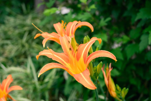 白川の川端でいくつかのノカンゾウの花が固まって咲いている。/ 2025.06.27 なすありの径から