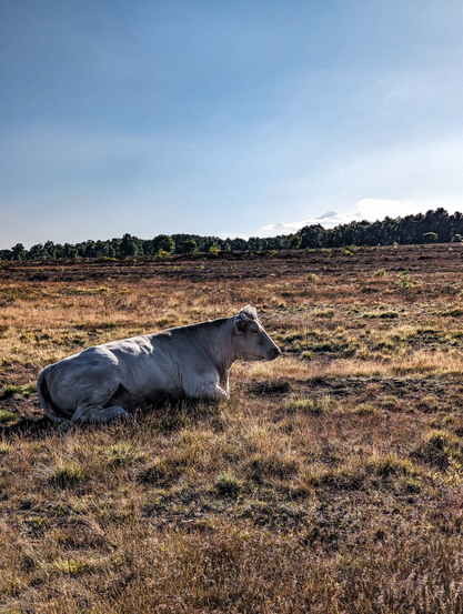 A Charolais cow resting in a sun-drenched heathland. The cow, primarily white, is lying down in the midground, facing right in the frame. Its body is illuminated by natural light, highlighting its contours. In the background, a dark line of trees or a forest stretches across the horizon under a clear, bright blue sky with a hint of haziness or distant clouds to the right. 