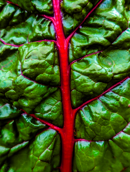 This is a close-up of a green leaf with prominent, vibrant red veins. The central vein runs vertically through the middle of the frame, and numerous smaller veins branch out from it, creating an intricate network across the leaf's surface. The leaf itself is crinkled and textured, showcasing various shades of green, from darker tones in the deeper folds to brighter, almost glossy highlights on the raised areas. The lighting highlights the rich colors and the three-dimensional quality of the leaf's structure. 