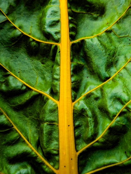 This is a close-up of a green leaf with prominent, vibrant yellow veins. The central vein runs vertically through the middle of the frame, and numerous smaller veins branch out from it, creating an intricate network across the leaf's surface. The leaf itself is crinkled and textured, showcasing various shades of green, from darker tones in the deeper folds to brighter, almost glossy highlights on the raised areas. The lighting highlights the rich colors and the three-dimensional quality of the leaf's structure.