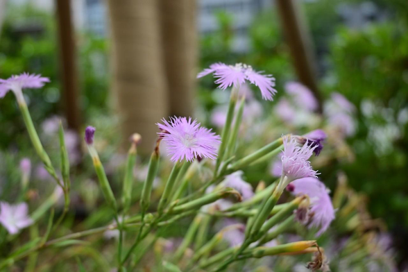 河原町側の入口の脇にある花壇で咲いている、淡いピンクのナデシコ。花が終わったものも少なくないけど、そこそこ多くの花がついている。/ 2025.07.08 京都市役所前広場から