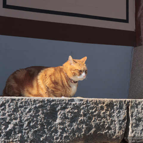 The cat is peering down.
