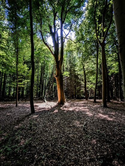 A dense forest, on a sunny day. The dominant features are numerous tall trees, primarily with green foliage, though the lighting creates a strong contrast between illuminated and shaded areas. 

In the center of the frame, a prominent tree stands out. Its bark appears lighter, due to direct sunlight hitting it, making it glow against the surrounding shadows. Patches of sunlight filter through the canopy, creating dappled light and shadow patterns on the ground. The depth of the forest is visible, with trees receding into the distance, becoming less distinct in the darker background.