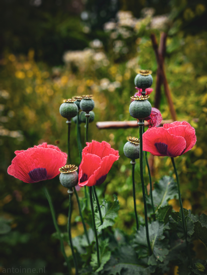 A cluster of red poppies and their seed pods. The shallow depth of field keeps the focus tightly on the flowers and pods, blurring the background into a soft wash of greens and muted yellows. In the foreground and midground, several fully bloomed poppies display rich red petals, with darker, almost black centers providing a striking contrast. Their delicate, crinkled textures are clearly visible. 