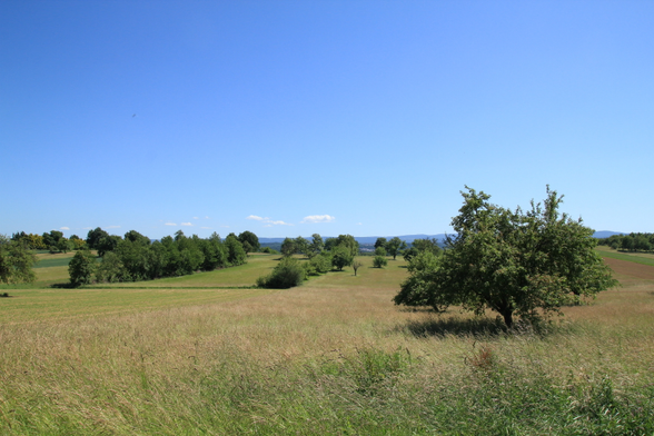 Landschaft bei Hohenwettersbach, Karlsruhe. Blick über eine ungemähte Wiese mit einzelnen Bäumen vor blauem Himmel