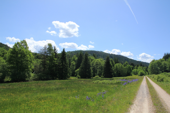 "Große Wiese" im Eyachtal zwischen Neuenbürg an der Enz und Bad Herrenalb.

Blühende Wiese unter blauem Himmel