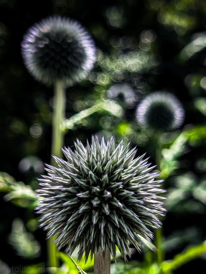 Three globe thistles, with a shallow depth of field. The central plant, in sharp focus, displays numerous tightly packed, pointed florets, giving it a somewhat metallic or silvery appearance with hints of purple or blue at their tips. It's positioned centrally in the frame, slightly towards the bottom. Above and behind the prominent foreground plant, two other similar spherical plants are visible, rendered out of focus due to the shallow depth of field, creating a soft, blurred background. 