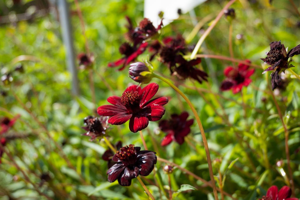 光沢感のある茶色の花びらが印象的なチョコレートコスモス。/ 2025.06.29 京都府立植物園・ワイルドガーデンから