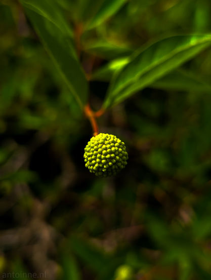 A spherical cluster of small flower buds, set against a blurred, dark green background of foliage. Each individual element on the sphere appears to be a small, round bump, giving it a textured, almost granular appearance. 