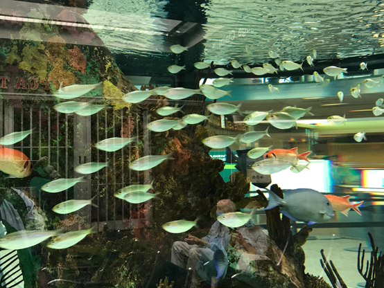Photo by Fenichel -
A concoction of reflections in and around a large aquarium, where it seems a man is comfortably seated amid a school of fish, with a gate (left center) and colored coral above that. There are several small white/silver fish, a larger orange fish, and what seems to be (bottom center) a man comfortably seated amid it all, wearing a mask and (maybe) looking at his phone.