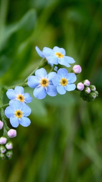 Light blue forget-me-not flowers with yellow centres and buds still to open with a blurred green background.