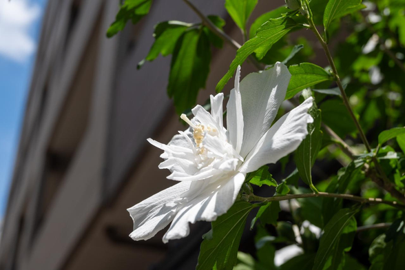 マンションの植栽スペースで咲いている、白い八重のムクゲの花。/ 2025.07.10 四条西洞院・蟷螂山保存会の会所あたりから
