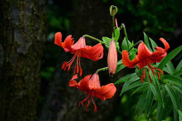 強いオレンジ色のユリの花が咲いている
雨の雫が付いている
また、背後には木が生えている