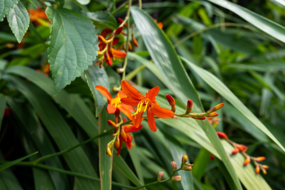 朱色の花びらと黄色の雄しべの色の対比が綺麗なヒメオウギズイセン。まだつぼみの方が多め。/ 2025.07.03 華頂道・知恩院前から