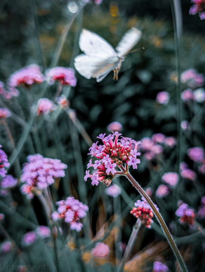 A cluster of small, delicate purple flowers (verbena), with a white butterfly in motion above and slightly behind them. The butterfly is approaching the flowers, with its wings blurred due to movement. The foreground flowers are in sharp focus, showcasing their intricate details and vibrant purple hue, with hints of deeper red/pink in the unopened buds at the top of the cluster. The background is softly blurred, creating a bokeh effect that highlights the main subjects. 