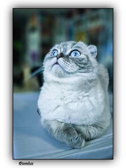 The photo shows a cat named Lola, a Scottish Fold, comfortably lying on a bed. She has fluffy grey fur with lighter shades around her muzzle, neck, and paws. Her ears are characteristically folded forward — a typical trait of the breed. Lola’s eyes are large, round, and blue, giving her a gentle, inquisitive expression. In the background, there's a blurred window on the right and a door on the left; the entire backdrop is strongly out of focus, making Lola the clear focal point of the image.