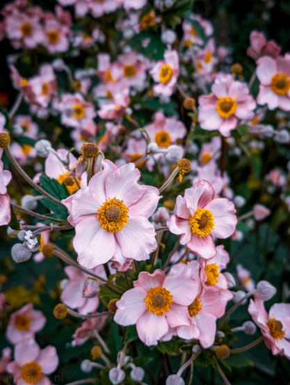 Numerous pink flowers, with a shallow depth of field that blurs the background. The flowers are the central focus, appearing in various stages of bloom. Some have fully opened, revealing prominent yellow centers, while others are still in bud form. The foliage around and beneath the flowers is dark green, providing a strong contrast to the light petals.  
