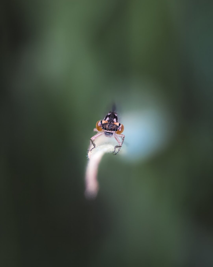 A damselfly perches along a tall blade of grass on Vancouver Island, BC.