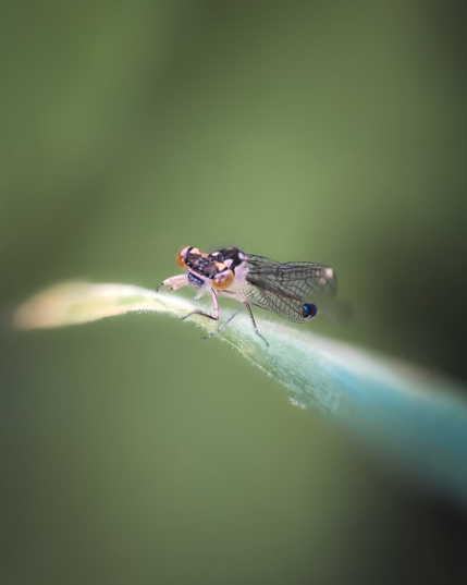 A damselfly perches along a tall blade of grass on Vancouver Island, BC.