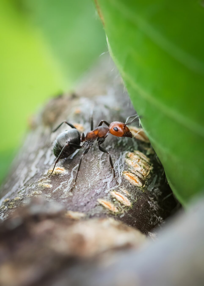 An ant moves along a cherry tree on Vancouver Island, BC.