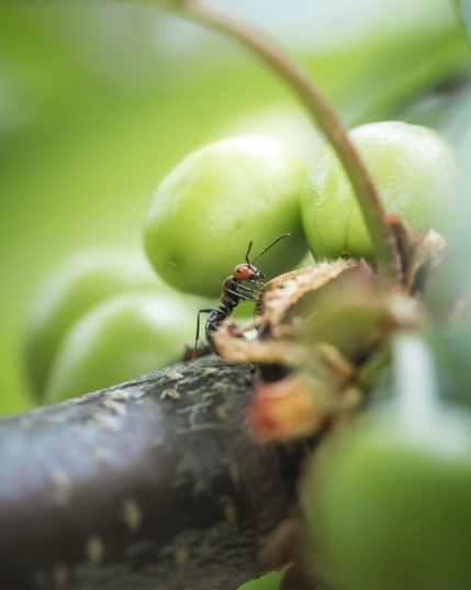 An ant moves along a cherry tree on Vancouver Island, BC.