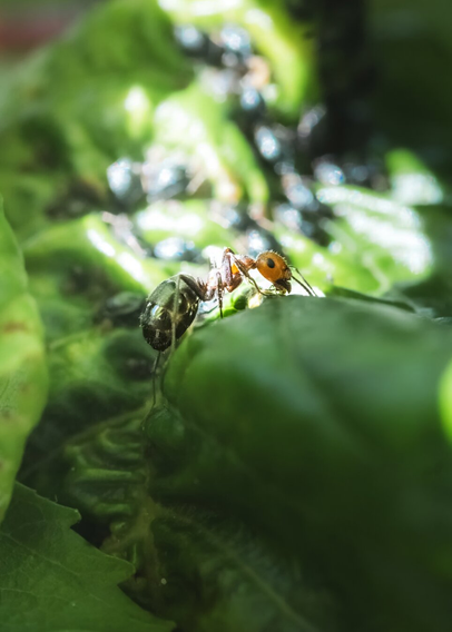 An ant is seen amongst aphids that are being farmed by the ant's colony.