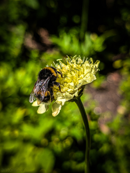 A bumblebee perched on a pale yellow flower, set against a deeply blurred, dark green background. The bumblebee is showcasing its distinct black and yellow stripes and fuzzy body. It is actively engaging with the flower, collecting nectar. The flower, with its numerous small florets, is also in sharp focus and displays a light yellow hue. 