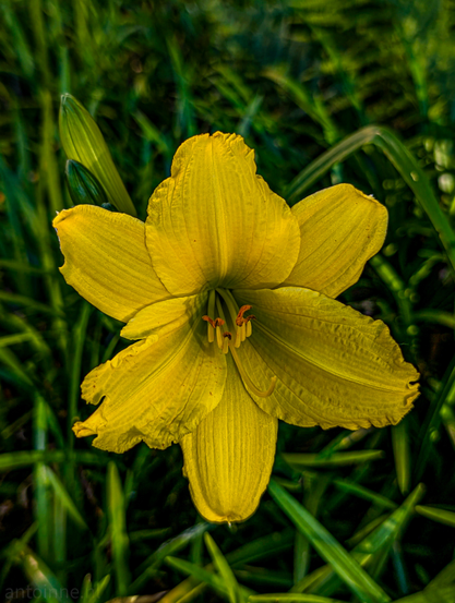 A vibrant yellow daylily set against a blurred background of green foliage. The daylily has six prominent petals, fanning out from the center. They exhibit a bright, almost luminous yellow color, with some subtle variations in shading that give them depth. In the center of the flower, several stamens with orange-brown anthers are visible. The background consists of out-of-focus green leaves and grass.