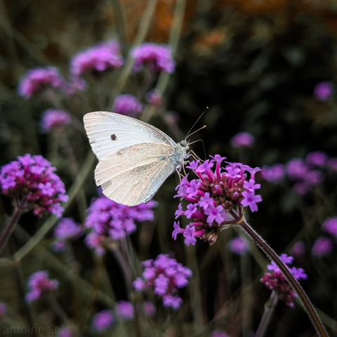 A white butterfly with a single black spot on its upper left wing, resting on a cluster of vibrant purple flowers. The butterfly's wings are slightly open, revealing their delicate texture and a hint of iridescence. Its antennae are visible, extending forward. The purple flowers are in focus, with multiple small blossoms forming rounded clusters. The background is softly blurred.