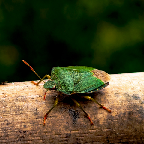 This is a close-up, eye-level shot of a green shield bug resting on a piece of wood. The bug is predominantly a vibrant emerald green, especially on its hardened forewings and pronotum. Its legs are a reddish-brown, contrasting with its green body. The antennae are visible, extending forward.