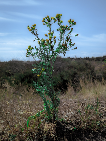 An eye-level shot of a single, slender plant with numerous small, yellow flower heads, standing prominently against a blurred background of dried grasses and darker foliage under a light blue sky.
