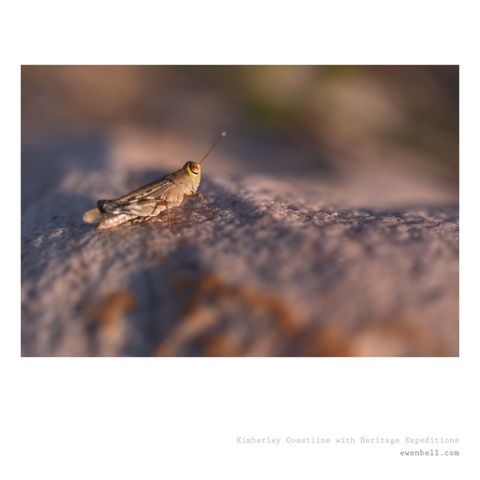 A teeny tony grasshopper sitting on the surface of a sandstone rock, with the late afternoon light basking him in gold.