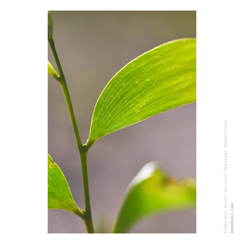 sunlight illuminates the leaf of an acaia 