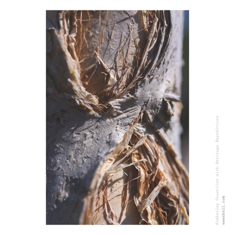 Fibrous textures of the paperbark tree.