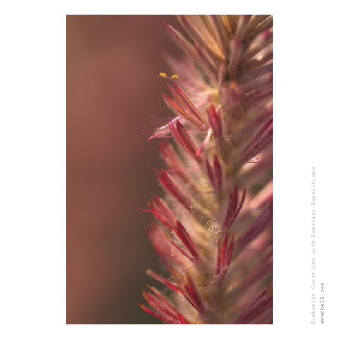 The fine filaments of flowers on Mulla Mulla