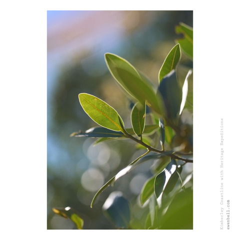 Backlighting shines through the leaves of rock fig.