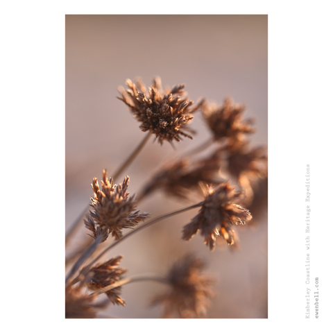 Seed heads of grasses on the dunes