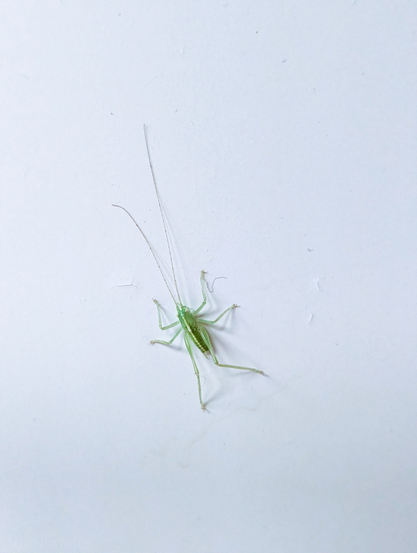 The photo shows a small, light green oak bush-cricket, against a plain white kitchen cabinet. It has long, slender antennae that extend significantly beyond its body length, particularly noticeable on its left side. Its body is elongated, and its legs are visible, with the hind legs appearing longer and more robust, typical for jumping insects. 